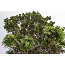 50 WEEPING FIG Ficus Benjamina Benjamin  Rubber Tree Houseplant Seeds - Variant1 - View 2