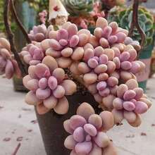 1 Bag Of Easy-To-Grow Succulent Seeds - 100 - View 4