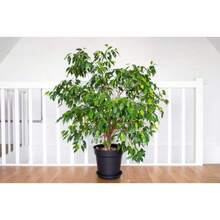 50 WEEPING FIG Ficus Benjamina Benjamin  Rubber Tree Houseplant Seeds - Variant1 - View 10