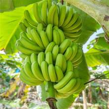 200 piezas de semillas de árboles frutales exóticos: semillas de frutas raras, adecuadas para el jardinería en casa, semillas tradicionales - 200 piezas - Ver 4