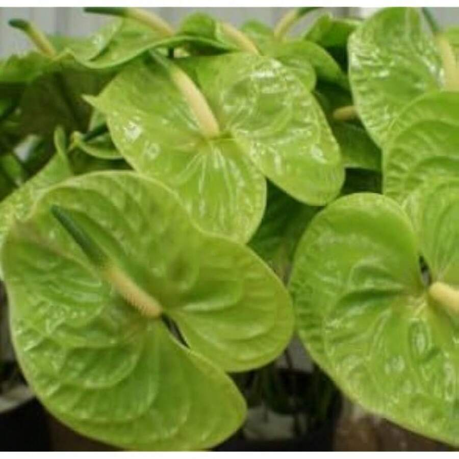 100pcs Red Palm Seed Green - 100Pcs - View 1