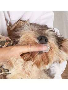 6件装可重复使用宠物牙刷，硅胶材质，耐用，刷毛柔软，温和呵护牙龈，易于清洁，宠物口腔护理工具