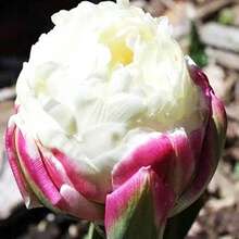 100 Pcs/Bag Tulip Seeds Perennial - 100 - View 1