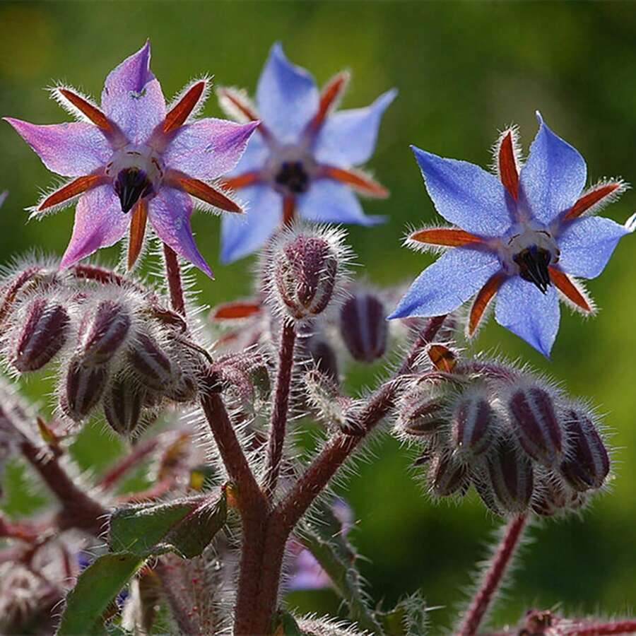 100 Pcs/Bag Borago Seeds Seedlings Without G - 100 - View 1