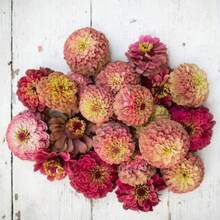 15 Seeds Lovely Qu - 變體1 - 查看 1
