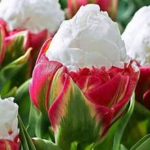 100 Pcs/Bag Tulip Seeds Perennial - 100 - View 3