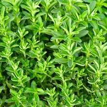 100 Pcs/Bag Sweet Leaf Seedlings - 100 - 查看 3