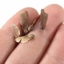 20 Pieces Beautiful Rare Blue Clover Seeds - 100 - View 5