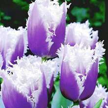 50 Pcs/Bag Tulip Seeds Natural Nasi - 100 - View 2