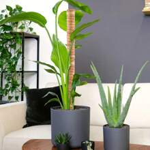 1pc Moss Pole For Monstera Creepers Climbing Indoor Plant Extension Support Stake Frame