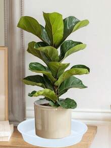 6 Packs Plant Saucer Drip Tray 6 Inch Heavy Sturdy Plastic Planter Flower Pot Saucers For Indoor Outdoor Garden Plant Water Drip Trays For Pots Base