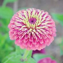 15 Seeds Lovely Qu - 變體1 - 查看 7