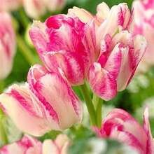 50 Pcs/Bag Tulip Seeds Natural Nasi - 100 - View 1
