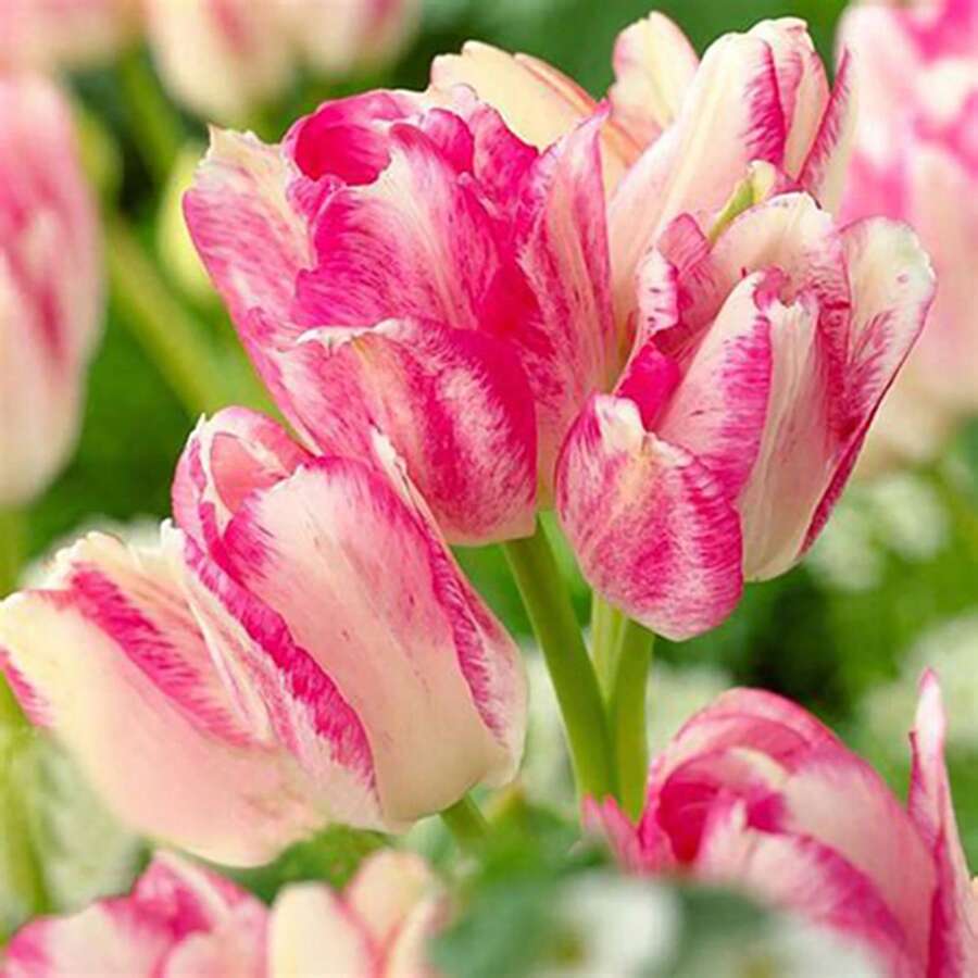 50 Pcs/Bag Tulip Seeds Natural Nasi - 100 - View 1