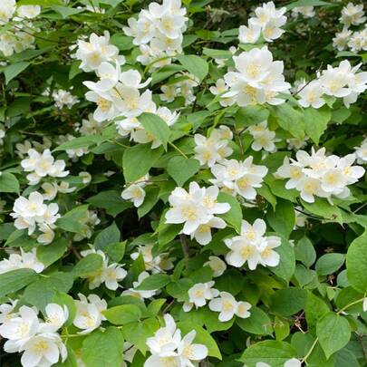 Jasmine Flower Planting Traditional Flowers Perennial Garden Bonsai Plants