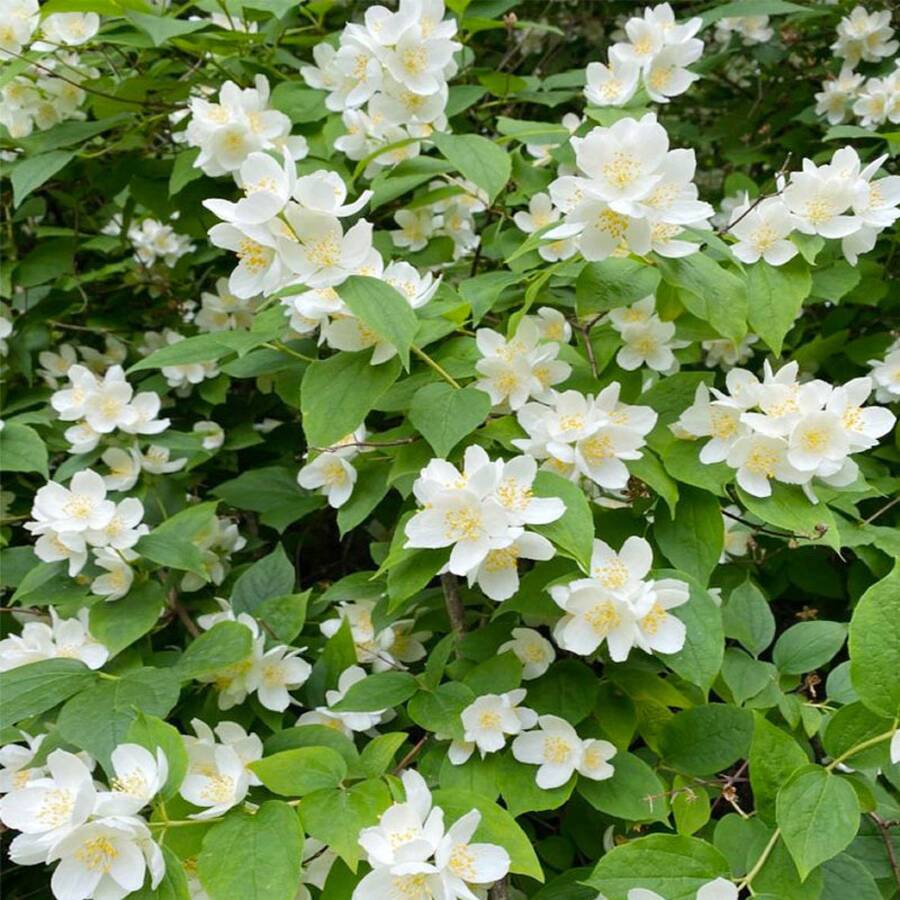 Jasmine Flower Planting Traditional Flowers Four-Piece Garden Bonsai Plants - 25件/s.e.e.d.s - 查看 1