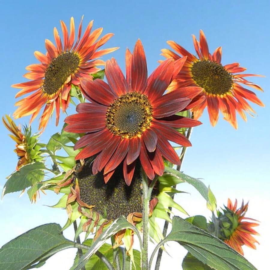 Multiple Colored Roses Mixed Together, Including Yellow Red Roses
