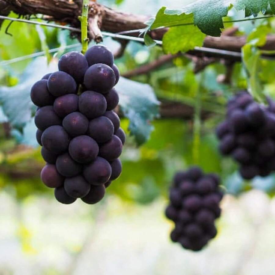 174 High Germination Garden Rich Giant Tip Vine Seeds - Sweet Fruity Varieties, Grapevine Seeds, Perfect For Your Garden Planting - 174件 - 查看 1