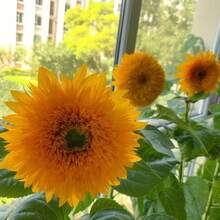 200 piezas Semillas de Oso de Peluche - Semillas grandes suaves de girasol - 200 - Ver 4