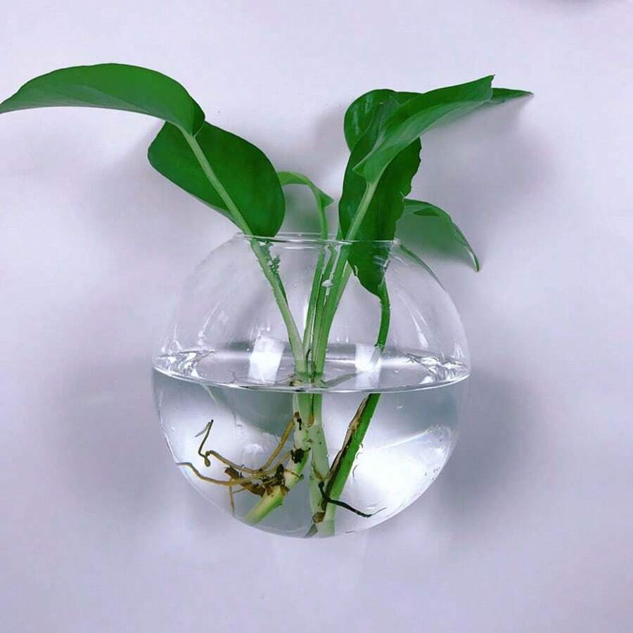 1/2/4/6/8/10 Semi-Circular Acrylic Hook Vase Wall Mounted Hydroponic Plant Office Wall Decoration Ins Style - Clear - View 1