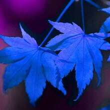 20 Pieces Beautiful Rare Blue Clover Seeds - 100 - View 1