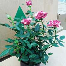 100pcs/Bag Rose Seeds Fragrant Plants - 100 - View 5