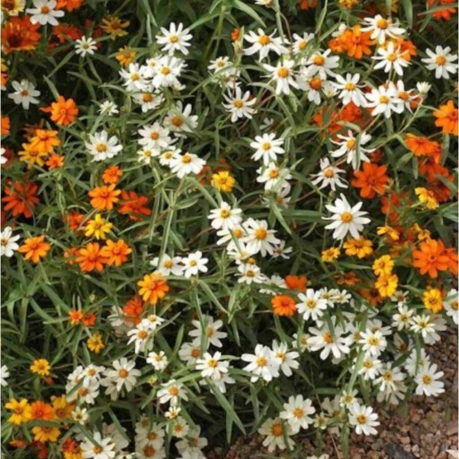 Classic Zinnia Seeds - Zinnia Linearis - Ground Cover Flowers Plants Easy To Plant And Grow - Variant1 - View 1