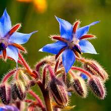 100 Pcs/Bag Borago Seeds Seedlings Without G - 100 - View 4