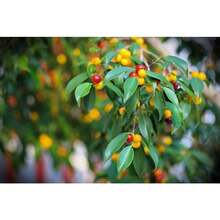 50 WEEPING FIG Ficus Benjamina Benjamin  Rubber Tree Houseplant Seeds - Variant1 - View 5