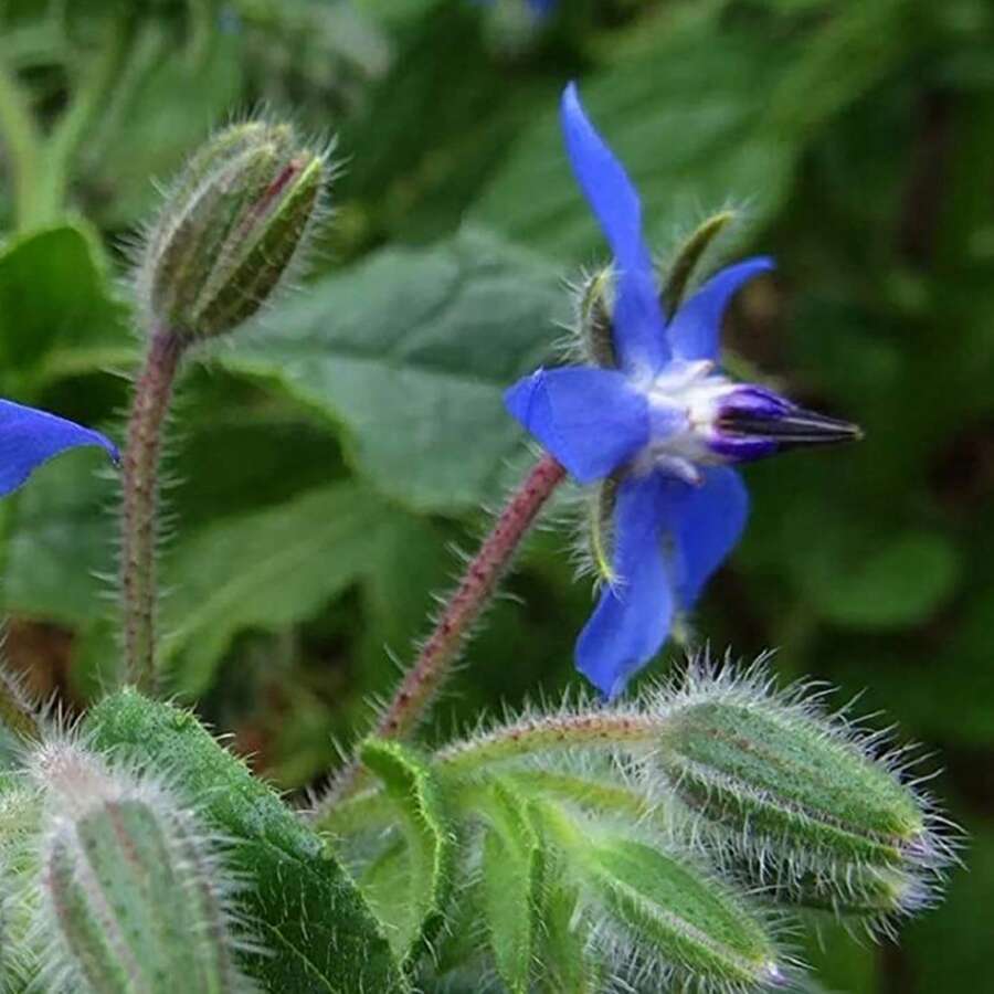 100 Pcs/Bag Borago Seeds Seedlings Without G - 100 - View 1