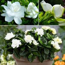 Semillas de Gardenia Jasminoides, altamente fragantes, flores resistentes que atraen mariposas y abejas, extremadamente decorativas y fáciles de cultivar - 100 piezas - Ver 5