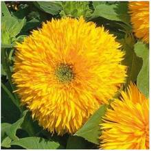 200 piezas Semillas de Oso de Peluche - Semillas grandes suaves de girasol - 200 - Ver 5