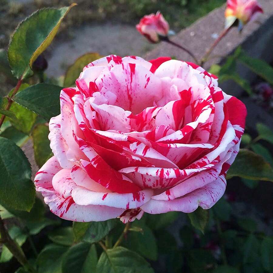 100pcs/Bag Rose Seeds Fragrant Plants - 100 - View 1