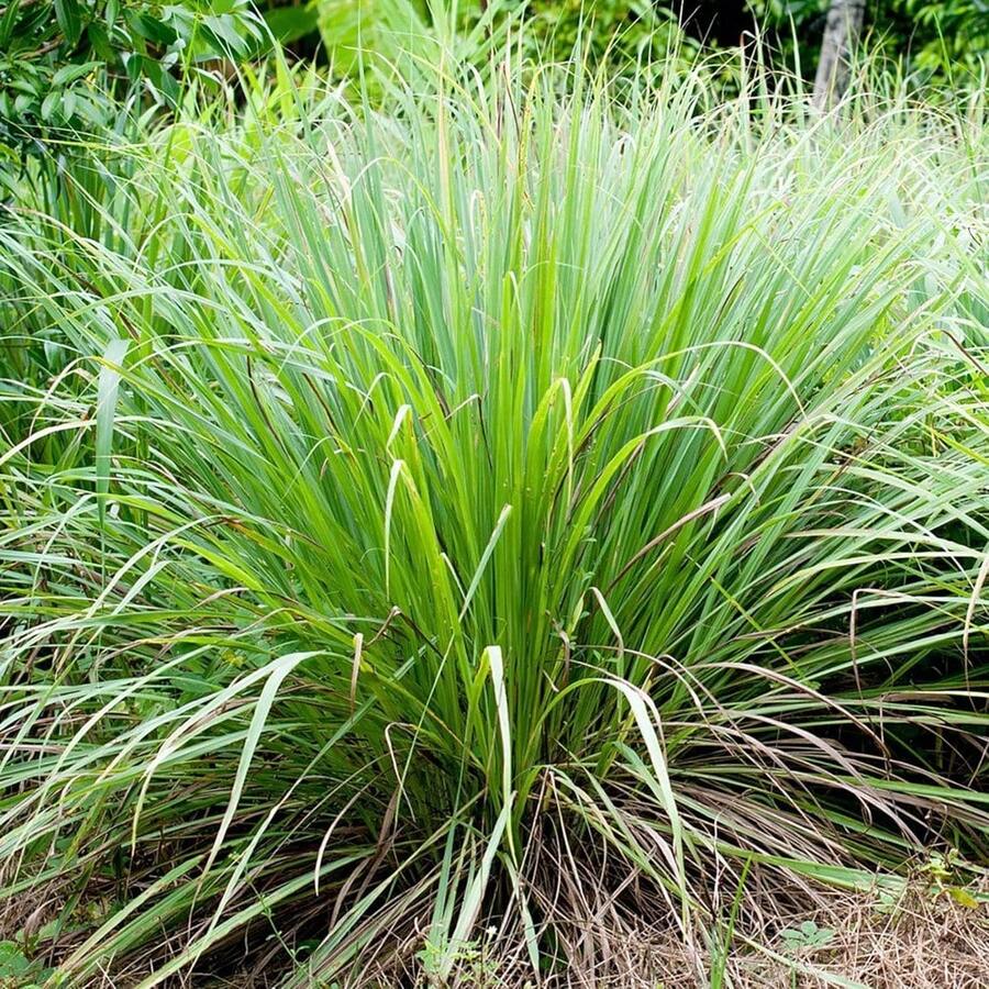 200pcs Lemongrass Seeds, Lemongrass Seedlings Are Mainly Used For Landscaping In Gardens.