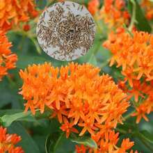 100 Pcs/Bag Butterfly Milkweed Seeds - 100 - View 2