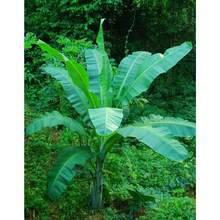 Banana Tree Seeds For Planting - 100 Seeds, Easy To Plant - 變體1 - 查看 2
