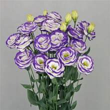 Floral Lisianthus Arosa 3 Blue Picotee:100+ High-Quality Heirloom Garden See.Ds For Vibrant Blooms - Seeds - View 1