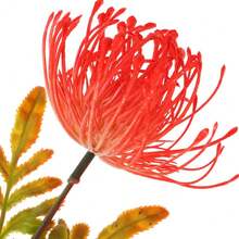 NetHong 10X Red Spider Lily Seeds Lycoris Radiata Flower Garden Plant Decoration Seed - Red - View 6