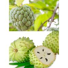 10 semillas árbol de fruto Guanábana Annona Muricata fruta tropical fresca cultivo hogar huerto semillas alimentación saludable naturaleza resistencia fácil siembra decoración verde belleza planta - Variante 1 - Ver 2