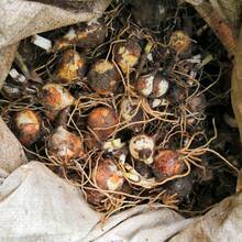 NetHong 10X Red Spider Lily Seeds Lycoris Radiata Flower Garden Plant Decoration Seed - Red - View 8