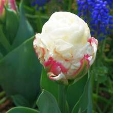 100 Pcs/Bag Tulip Seeds Perennial - 100 - View 2