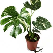 100 Seeds Thai Constellation Monstera - - Monstera Constellation - Extremely Rare Houseplant Seeds - 100 Seeds - View 2