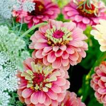 15 Seeds Lovely Qu - 變體1 - 查看 2