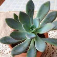 1 Bag Of Easy-To-Grow Succulent Seeds - 100 - View 5