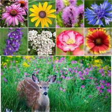 100 semillas de flores silvestres mixtas adecuadas para plantar flores silvestres en las zonas 3-9 - 100 - Ver 4