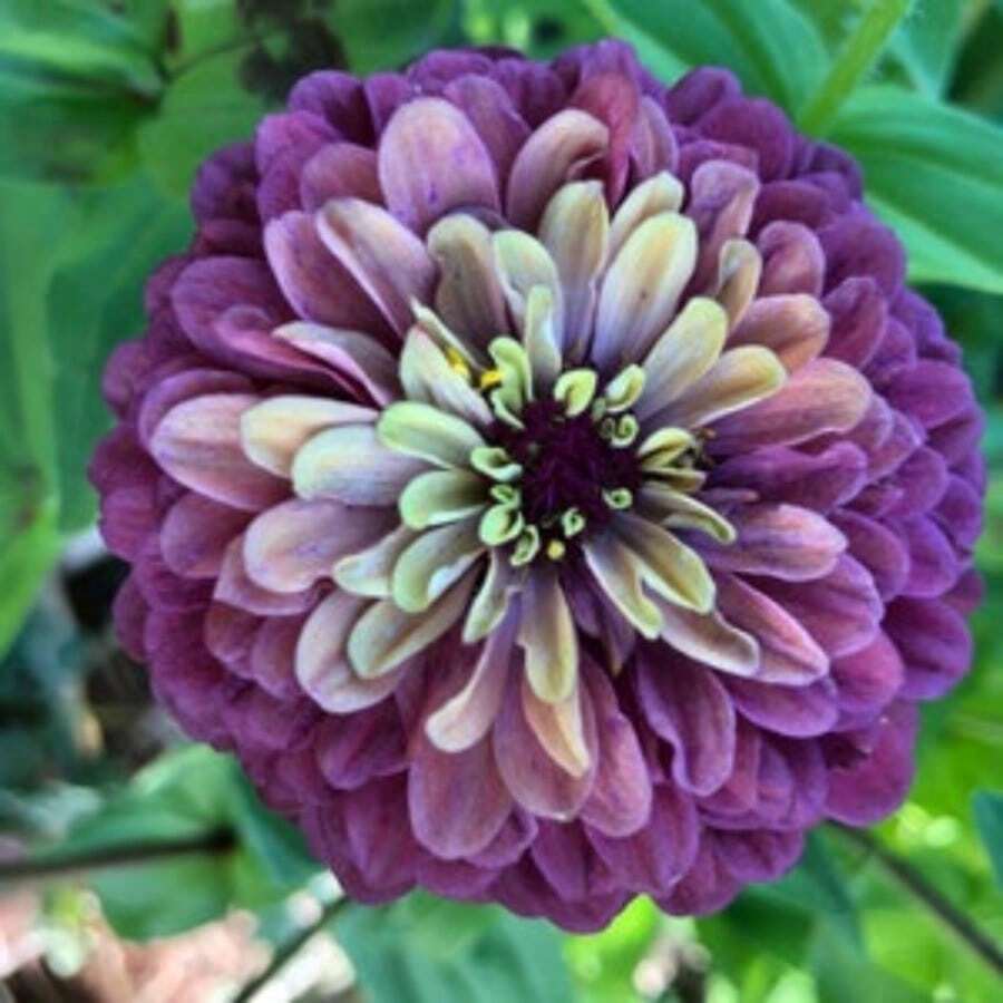 178 semillas de Dalia plantadas 100% No-GMO, con floración prolongada. Las semillas de jardín son fáciles de cultivar y mantener. Ideal para regalar a personas mayores y amigos.