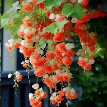 Semillas de flor de manzano trepadora, fácil de cultivar, se pueden plantar todo el año, germinación interior y exterior, plantas y flores - 100 semillas - Ver 5