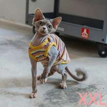 【弹力设计】夏季宠物服装无毛猫衣服斯芬克斯德文猫弹力交叉时尚条纹弹力背心