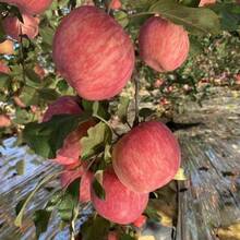 200pcs Dwarf Bonsai Apple Tree Seeds Can Be Used For Planting Indoor Exotic Fruit Tree Bonsai - 200 piezas - Ver 3