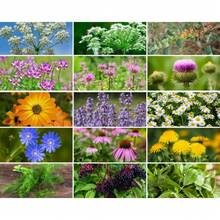 In Stock Survival Garden, Combo - 80 Vegetable & Medicinal Herb Varieties, Over 9100 Seeds, Heirloom, Long Shelf Life, Emergency, Gardening Gift - 變體1 - 查看 5